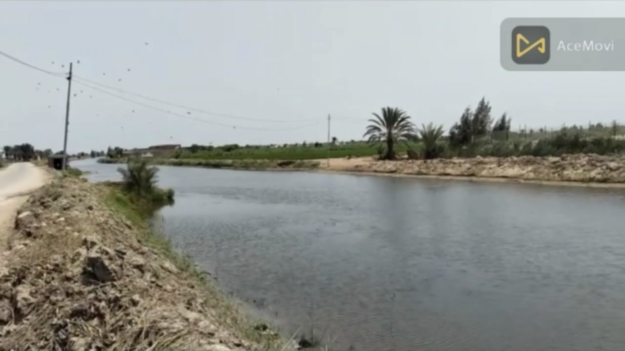 10فدان بحاري المنصورة الجديدة