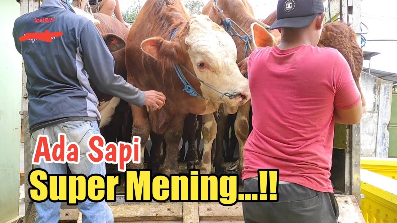 Sapi Stok Baru ada yang Super Mening