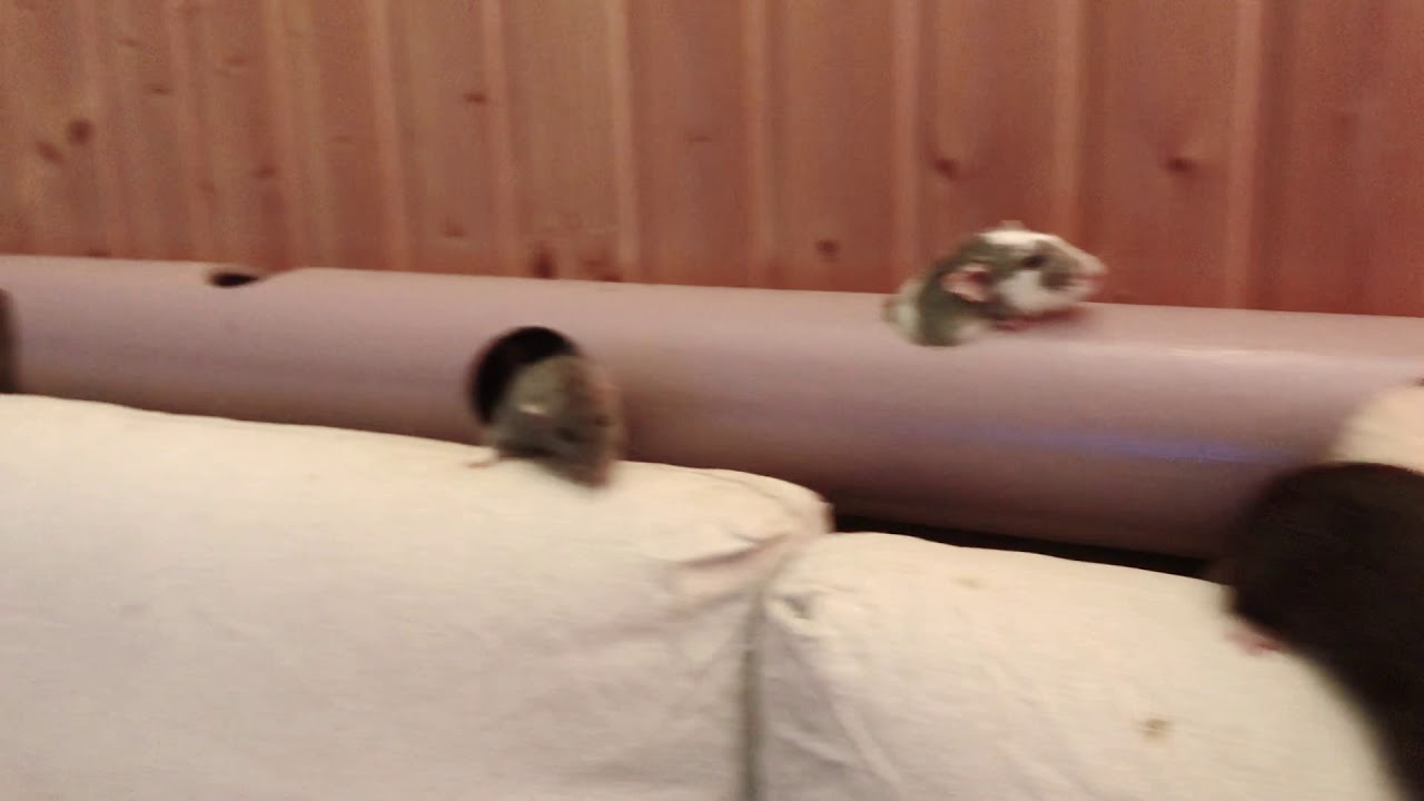 Raubtierfütterung meiner Ratten