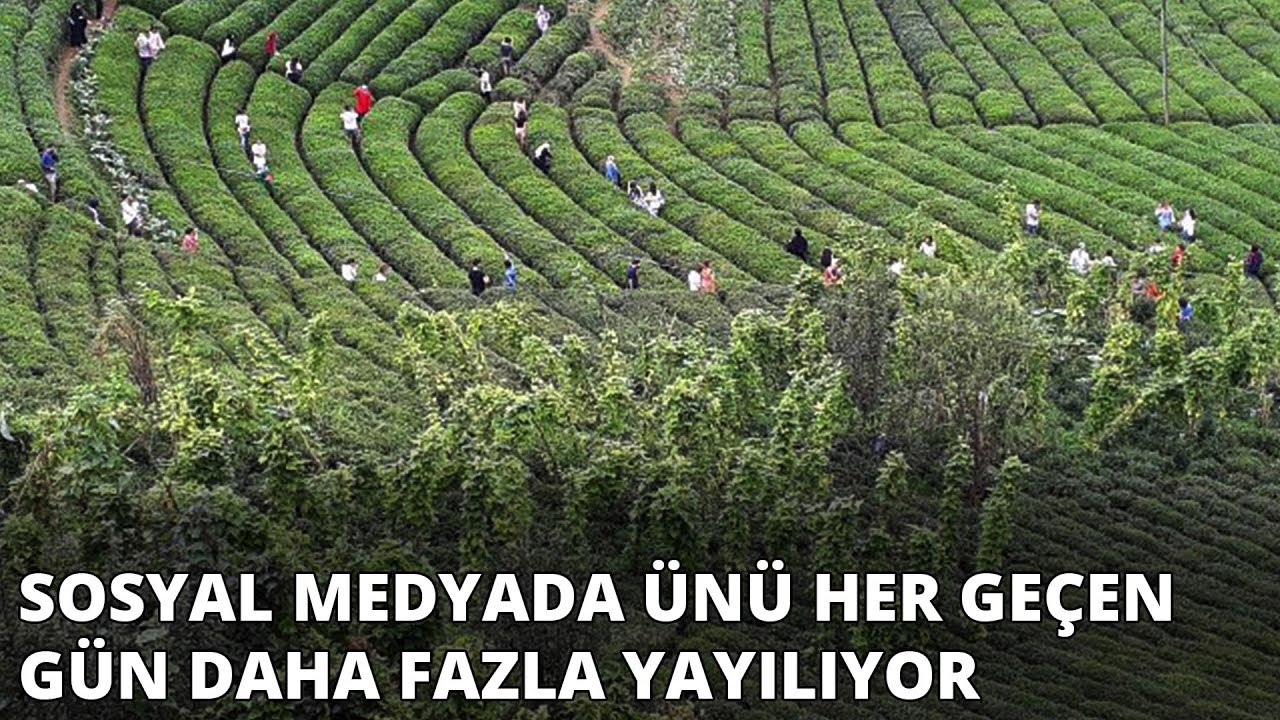Sosyal medyada ünü her geçen gün daha fazla yayılıyor... Rize'deki tarlaya ziyaretçi akını