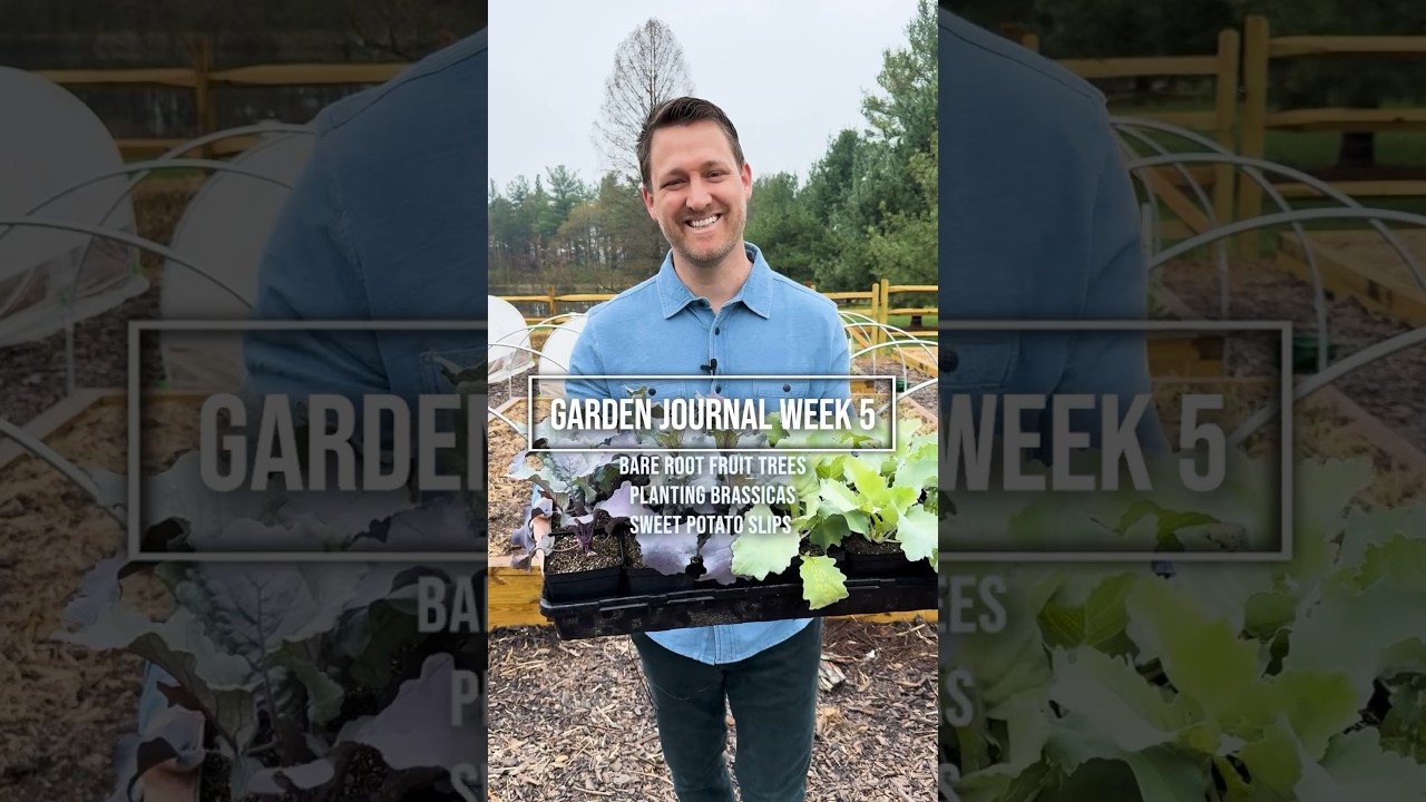 Orchard planting, sweet potato slips and planting brassicas-garden journal week 5