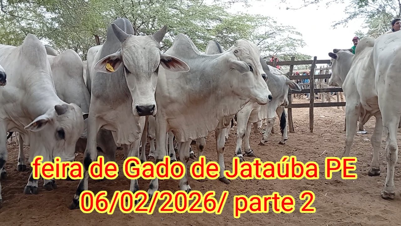Feira de Gado de Jataúba PE 06/02/2026