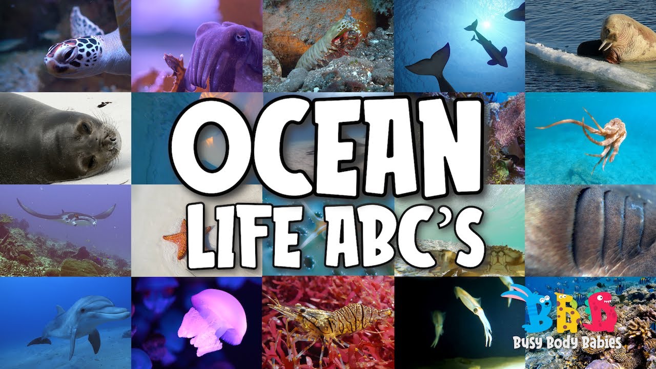 Ocean Life ABC's