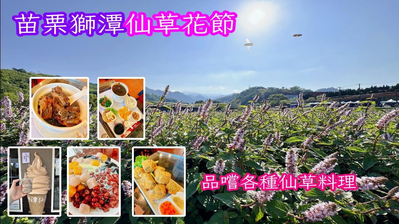 苗栗獅潭仙草花節｜美食景點攻略｜吃爆各種仙草料理