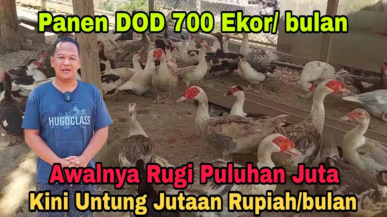 Entok Kandang Tower || Awalnya Rugi Puluhan Juta Kini Untung Jutaan Rupiah/bulan