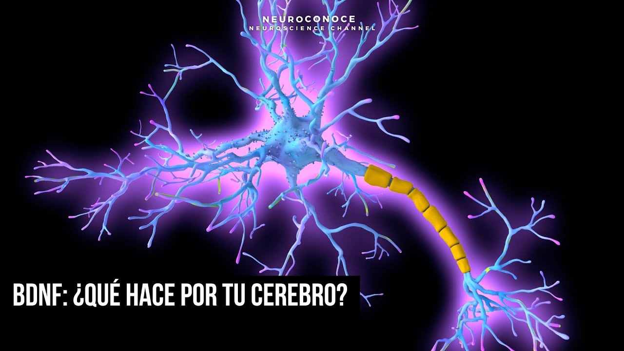 Factor neurotr&oacute;fico derivado del cerebro (BDNF): Su papel en la salud cerebral.