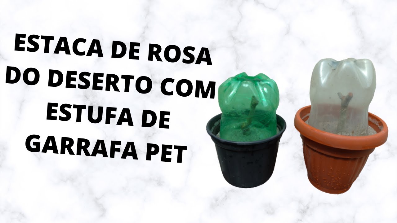 ESTACA DE ROSA DO DESERTO COM ESTUFA DE GARRAFA PET