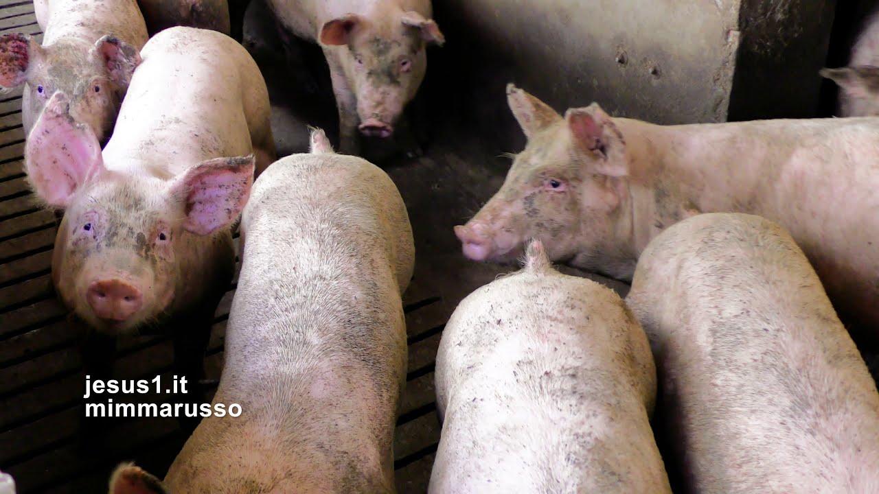 Parma-Soragna LA CULTURA DEL PROSCIUTTO, Museo Civiltà Contadina