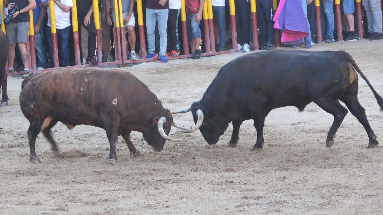 TOROS PELEAN EN LA PLAZA! ENCIERRO ARGANDA DEL REY (MADRID) 2024