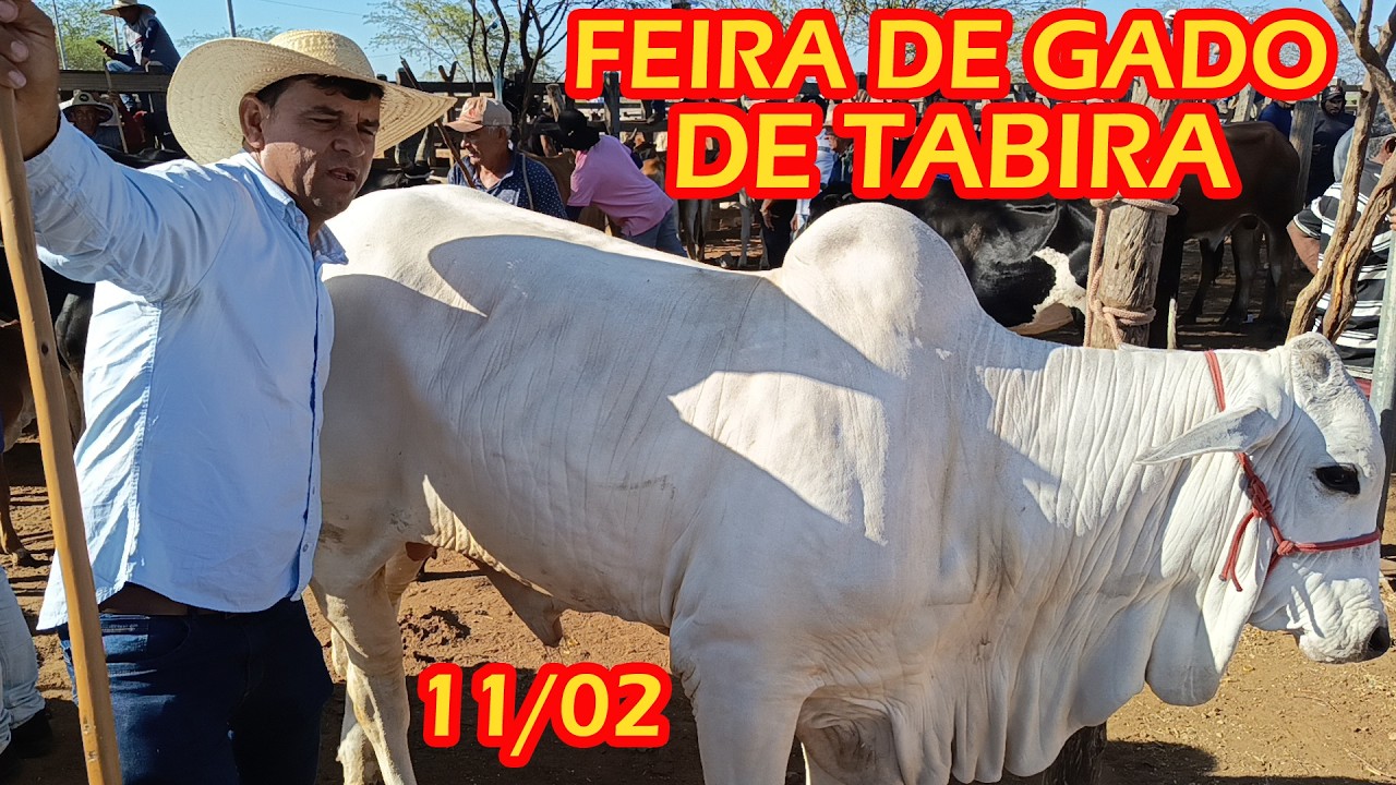 Feira de animais de Tabira-PE (11/02/26)