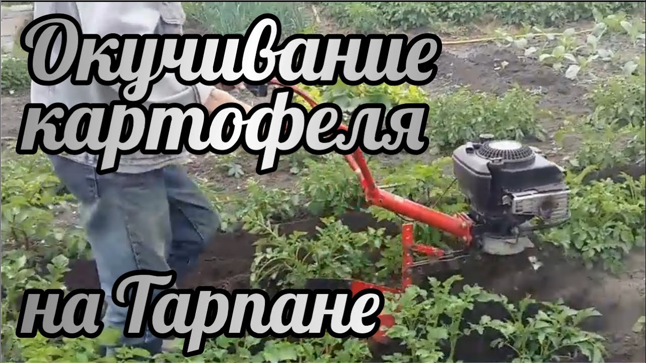 Окучивание картофеля на Тарпане