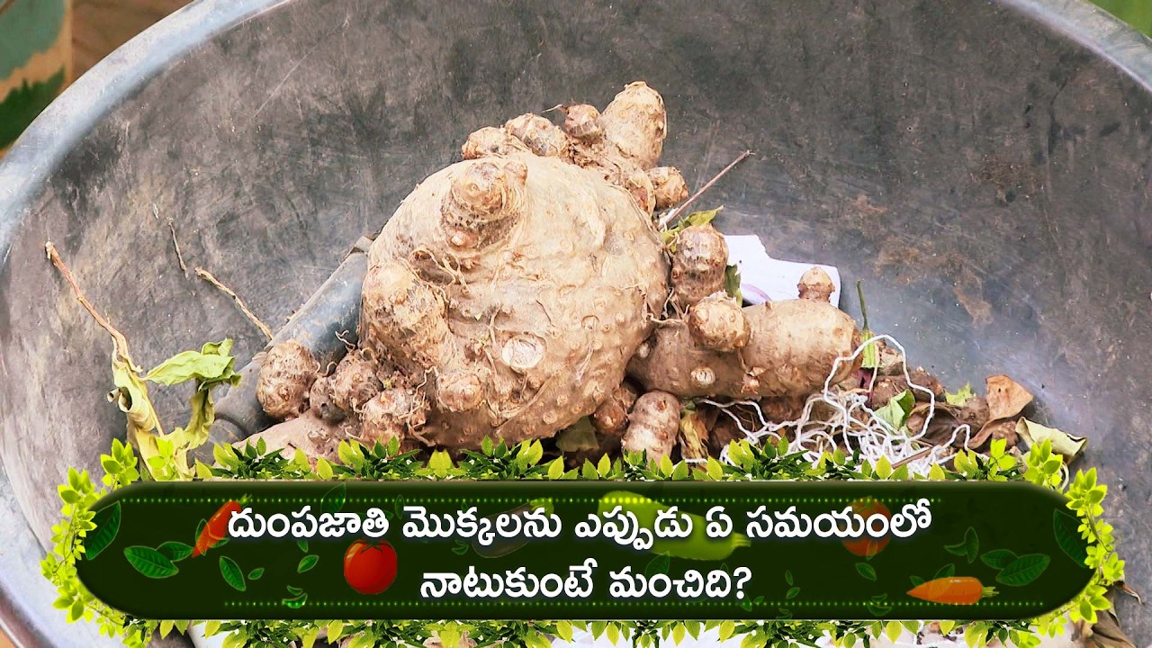 దుంపజాతి మొక్కలను ఎప్పుడు ఏ సమయంలో నాటుకుంటే మంచిది? | Perati Ruchulu | ETV Abhiruchi