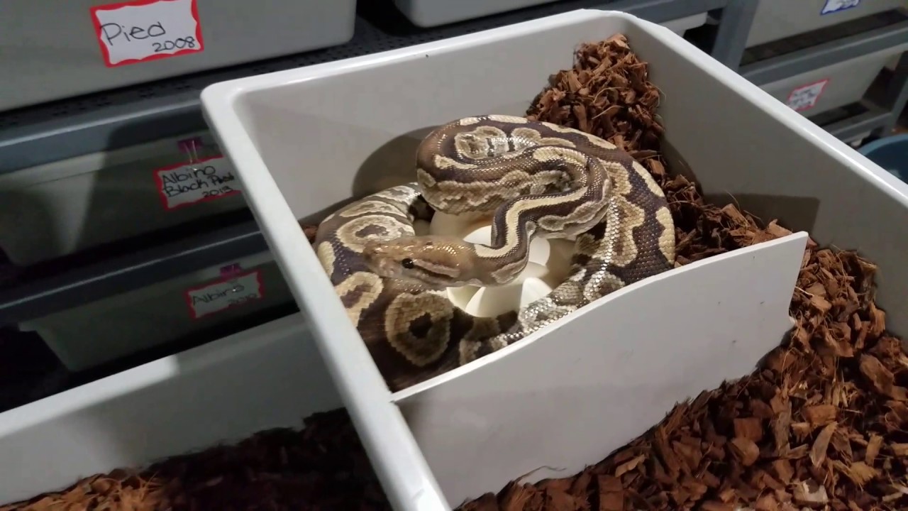 Ball python clutches #13 and 14.