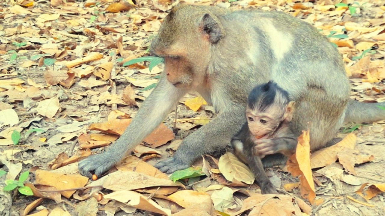 Adorable Baby Monkey in Angkor Area, #74.