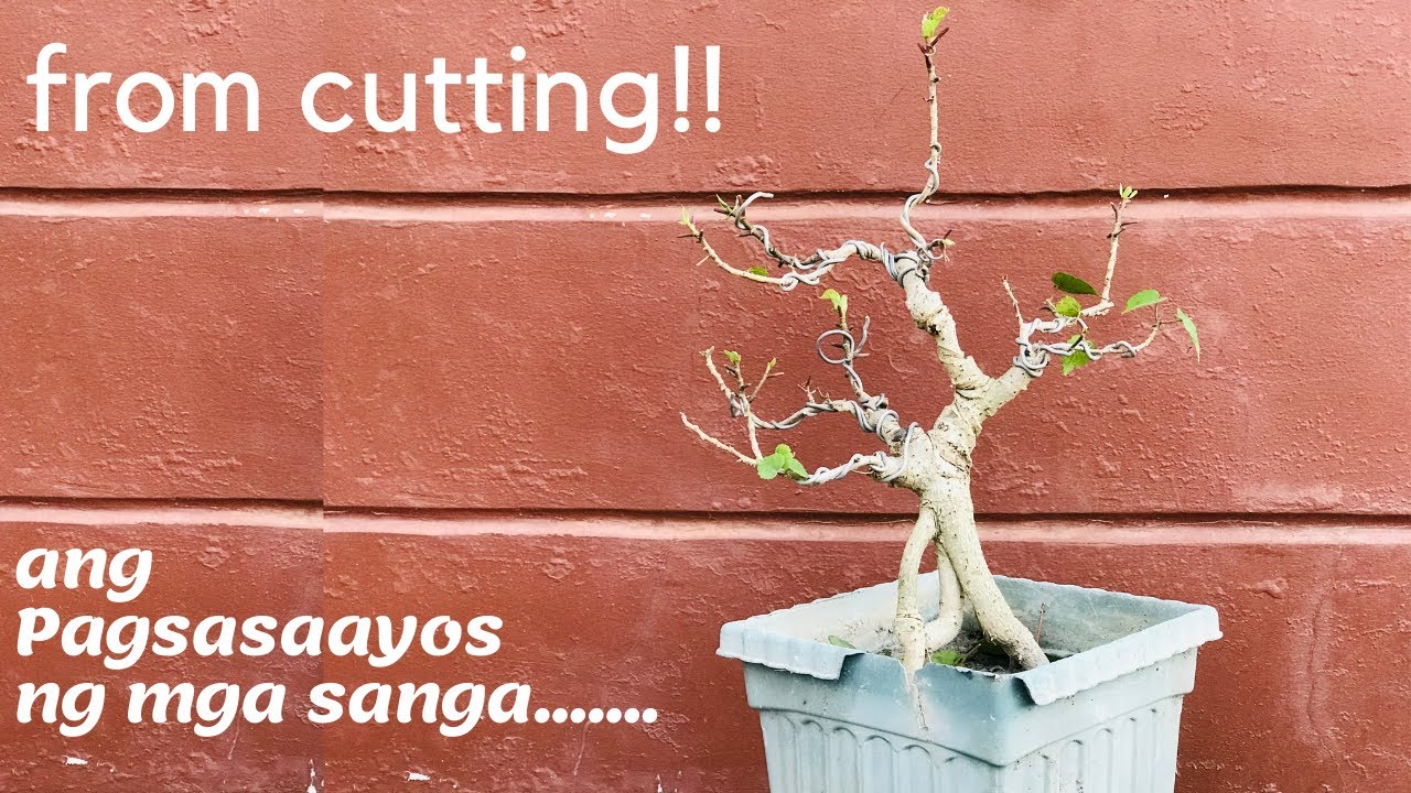 PAGSASAAYOS NG MGA SANGA NG BONSAI GALING SA CUTTING HIBISCUS TAIWAN ...