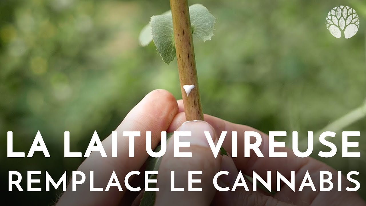 La laitue vireuse remplace le cannabis et l'opium