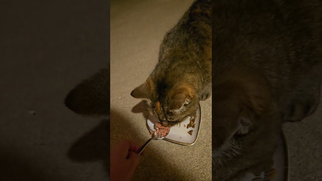 The kitties try wet food! #stray #straycat #cutecat #tuxedocat #cat #cats #catshorts #catvideos