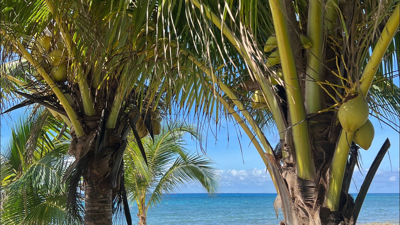 Cozumel | Playa Uvas Beach Resort 📍