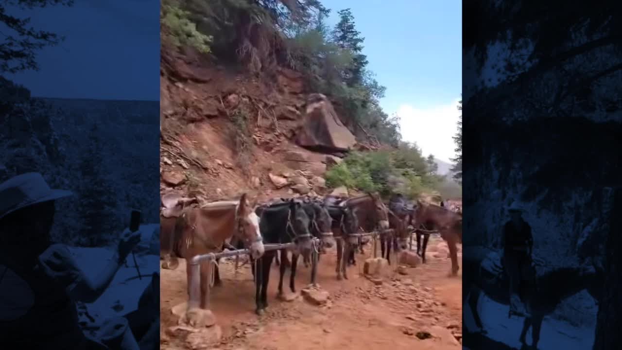 North Rim mules recovering after wildfires