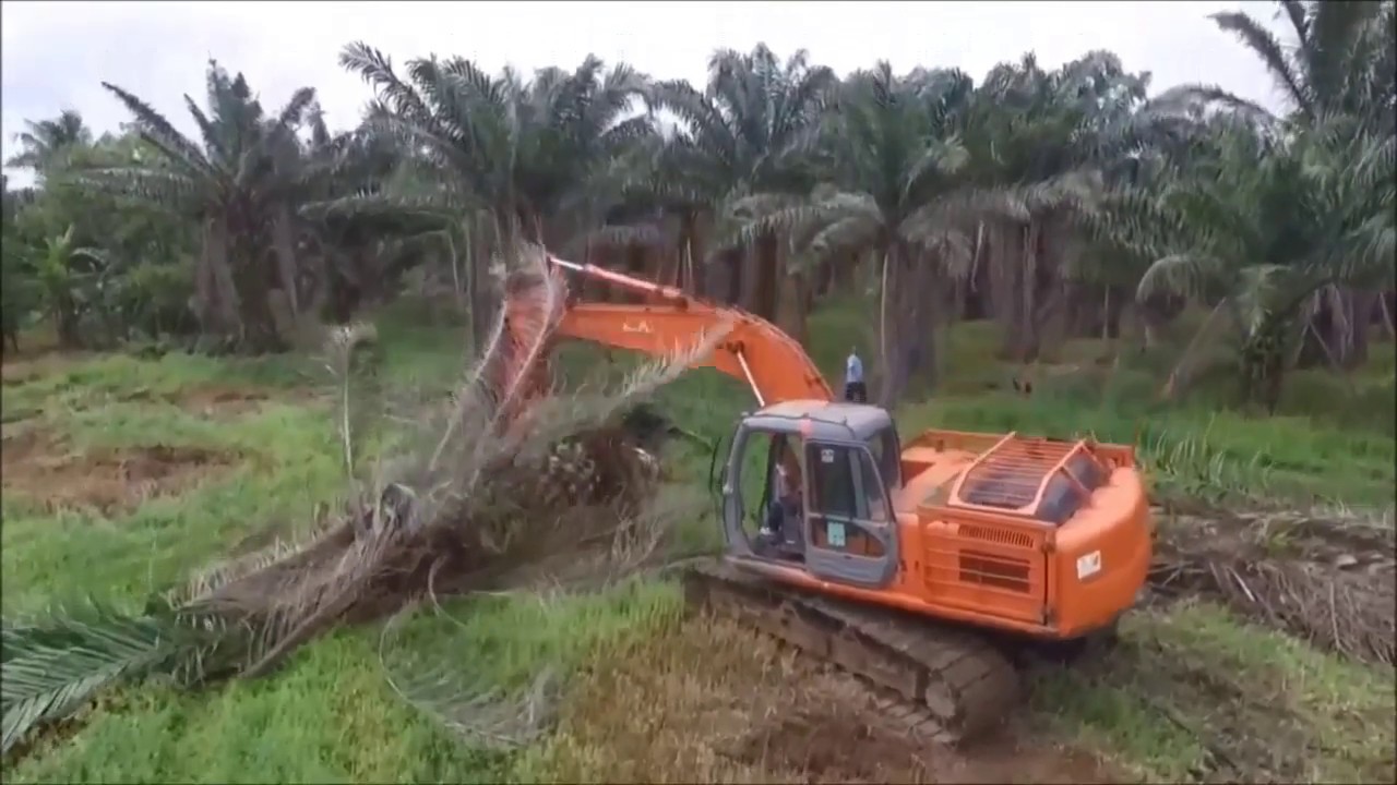 REPLANTING KELAPA SAWIT dengan mesin canggih - replanting palm oil, peremajaan kelapa sawit #1