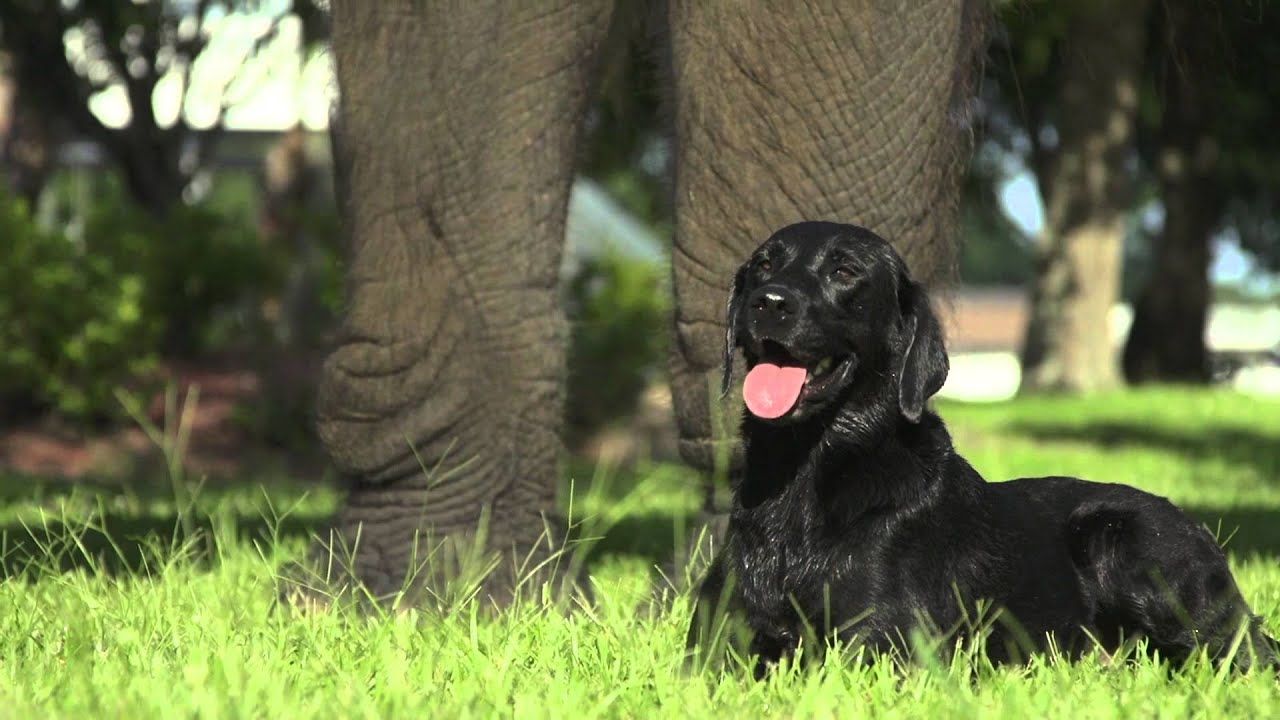 Bubbles and Bella - Good Morning America Visits the Myrtle Beach Safari