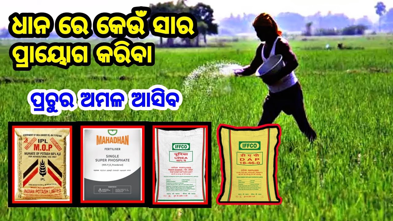 ଧାନ ଫସଲରେ କେଉଁ କେଉଁ ସାର ପ୍ରାୟୋଗ କରିବା Fetilizer Management in paddy