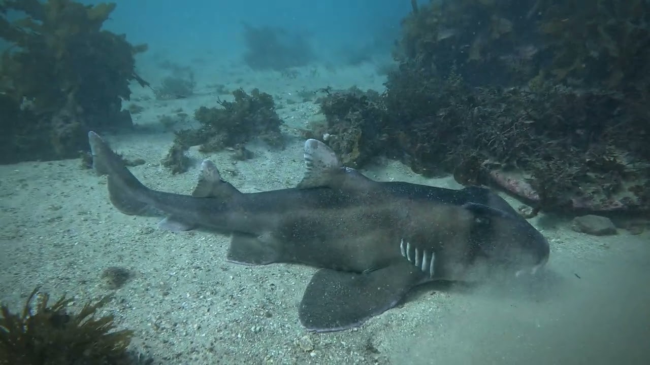 Diving in Sydney: Shelly Beach Shore Dive in Manly, NSW
