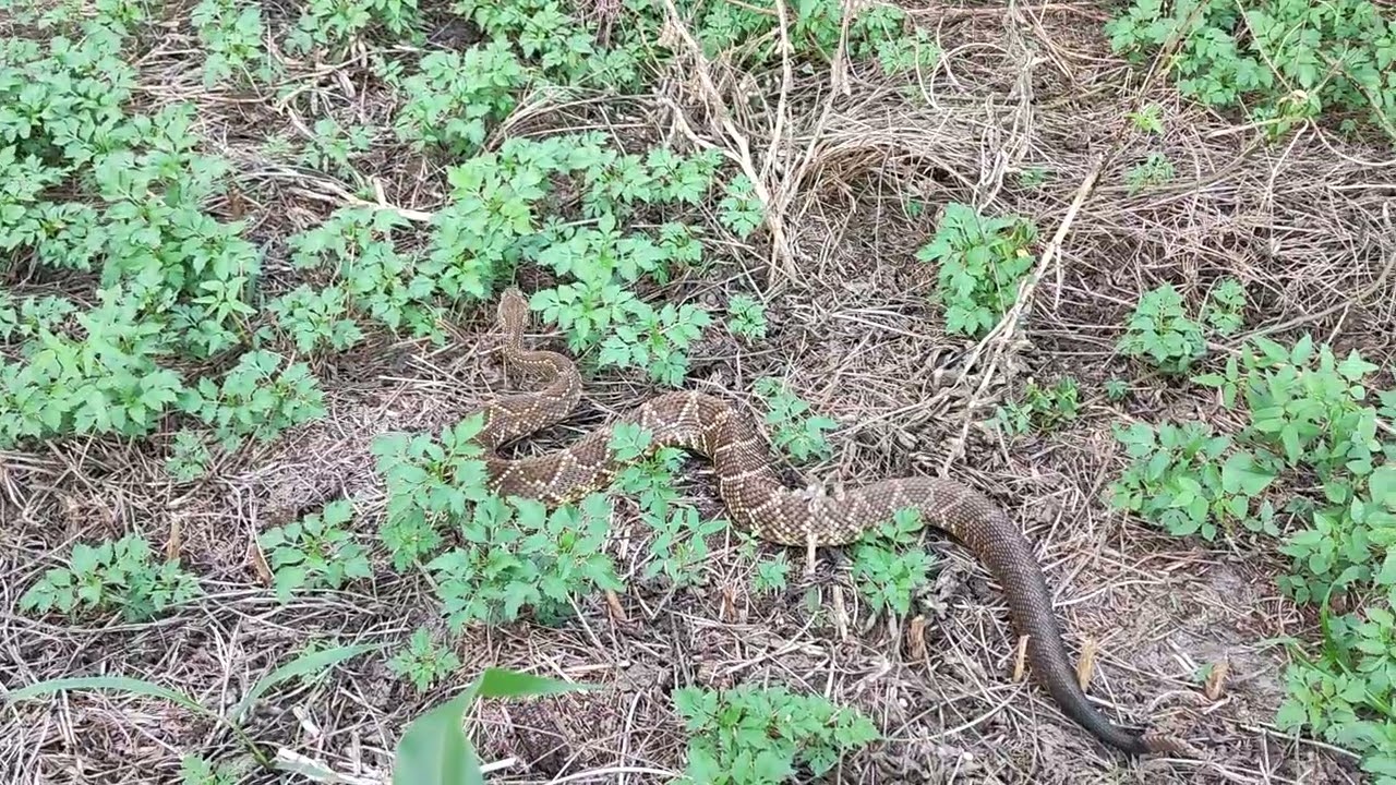 Encontramos a mãe de todas 🐍