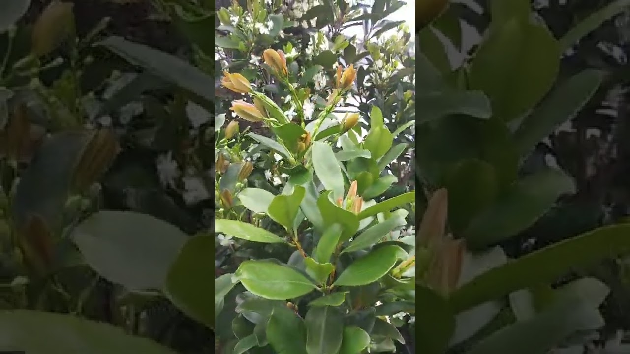 Grumichama tree in full bloom