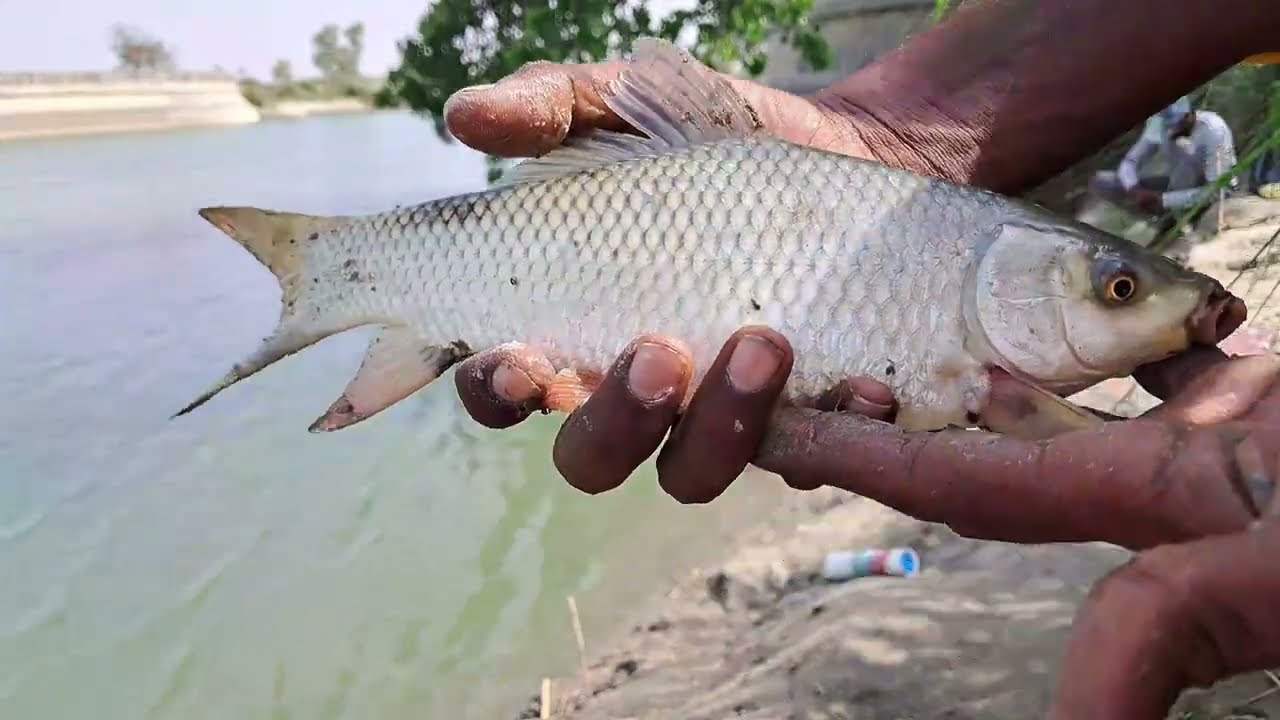 FISHING IN CANAL CATCHING ROHU FISH