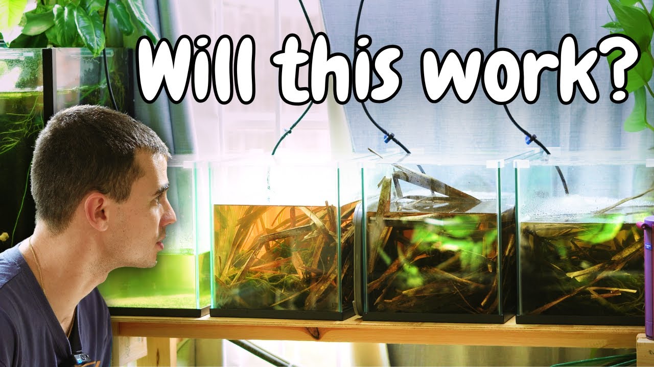 Breeding Frenzy: Exciting Updates from My Fish Room
