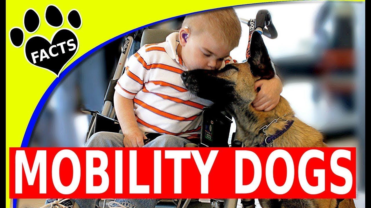 Top Mobility Service Dog Breeds for Independence and Assistance - Dogs 101