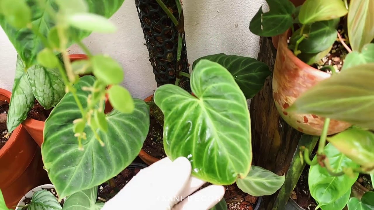 Chăm sóc Philodendron Verrucosum