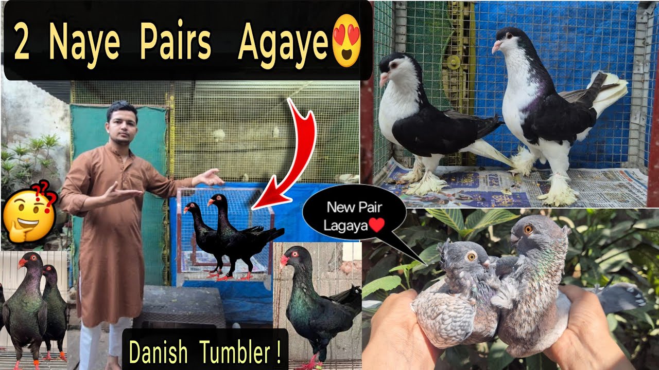 4 New Fancy Pigeons Ka Shoq 😍 Satinatte Ka Pair Laga Diya!💫🕊