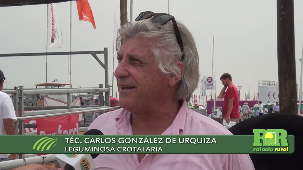 Cultivos de cobertura. Leguminosa Crotalaria. Semillas Magna 932