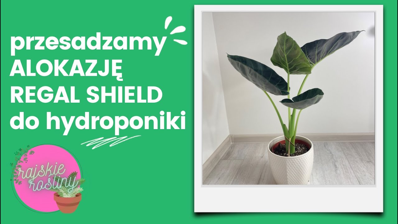 Alokazja Regal Shield | przesadzamy do hydro | jak oczyścić korzenie do semihydroponiki?