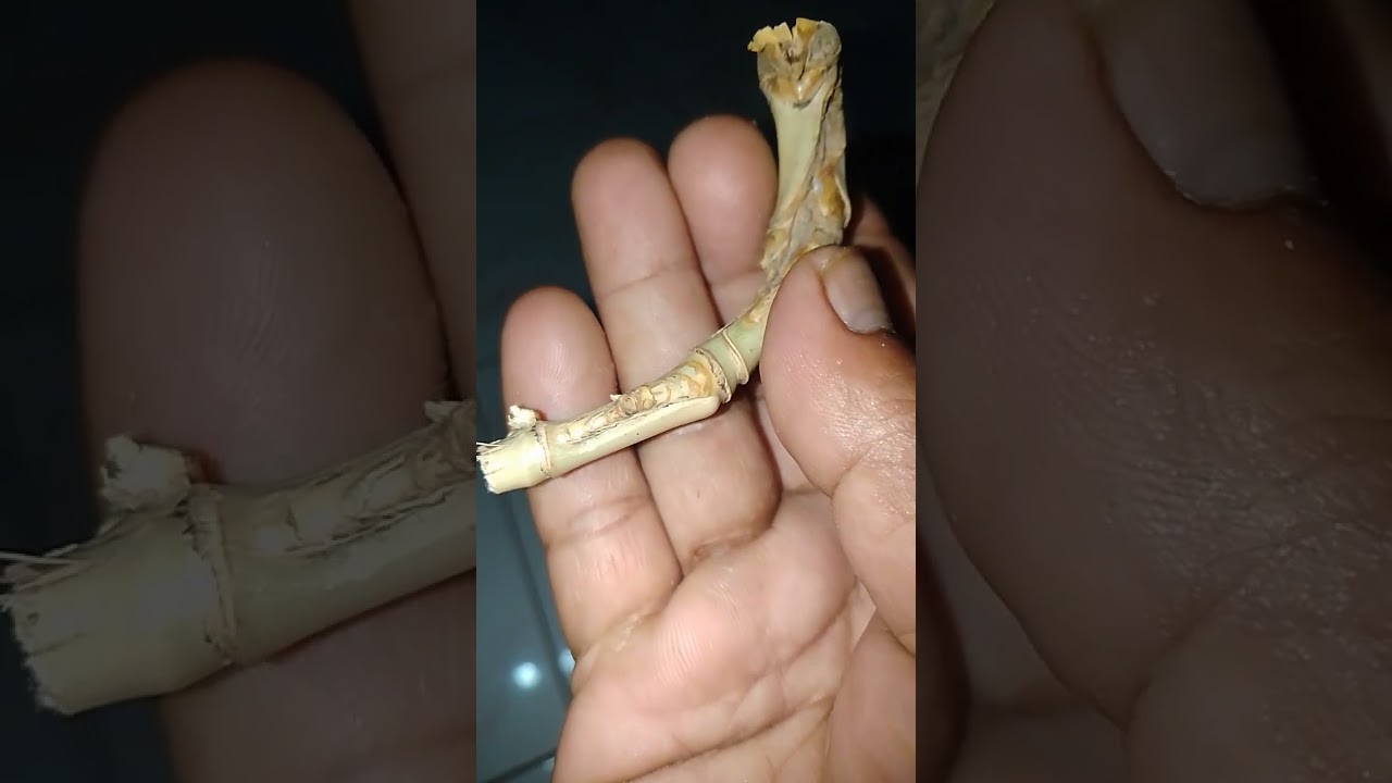 bambu langka