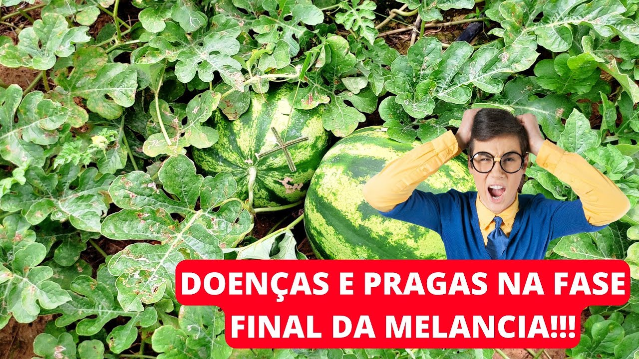 doenças e pragas fase final da melancia