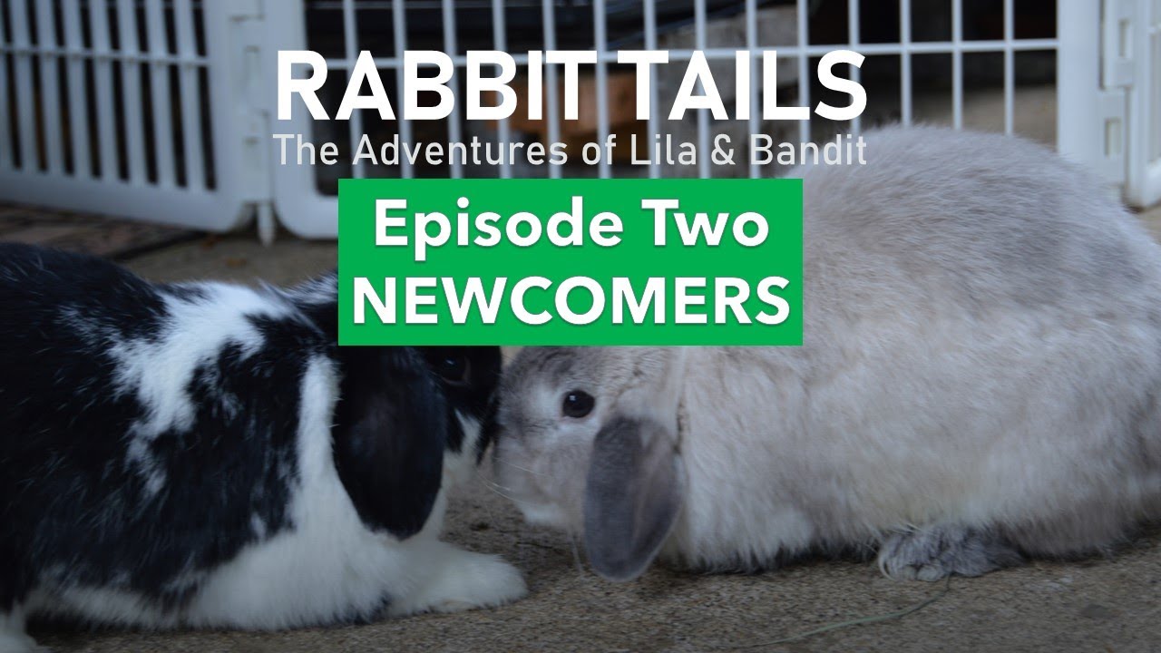 RABBIT TAILS, Episode Two - NEWCOMERS