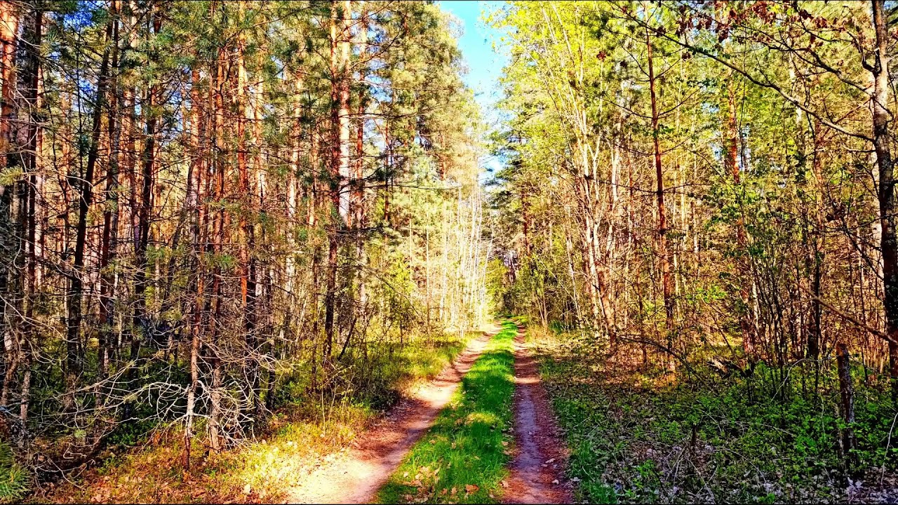 Сбегите от городской суеты под звуки лесных птиц для сна и медитации.