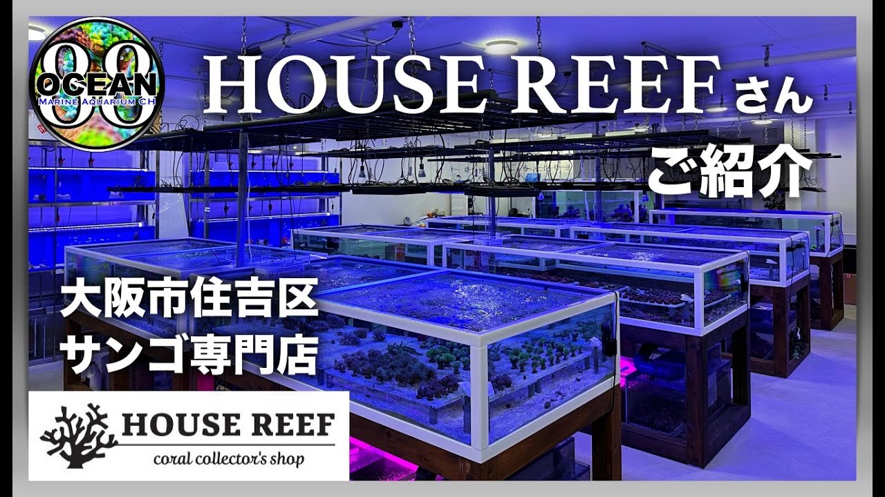 【海水魚水槽・サンゴ水槽】HOUSE REEFさんご紹介　大阪市住吉区サンゴ専門店（マリンアクアリウム）