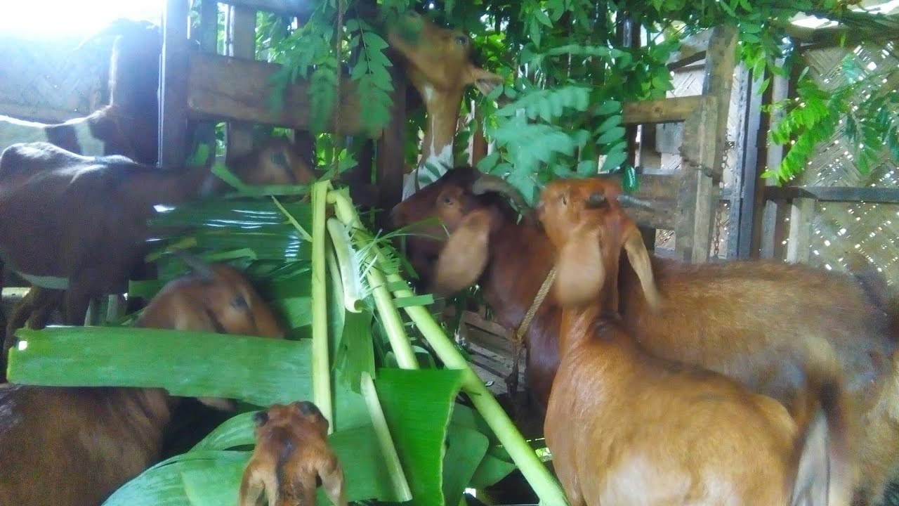 Goat food : during rainy season