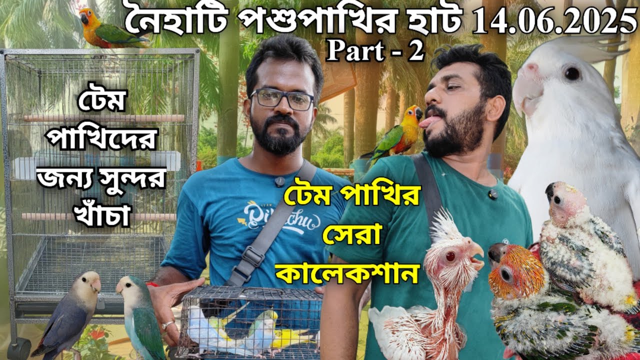 ।।চ্যানেলের নাম করলেই ১০০টাকা ডিসকাউন্ট।।Part-2।।Albino cockatiel Handtame Baby।।Naihati Pet Market✨
