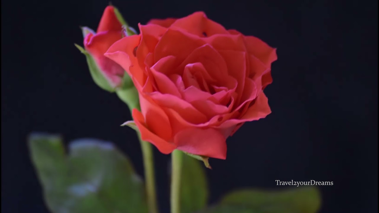 Blooming Rose | Stunning Time-lapse Video