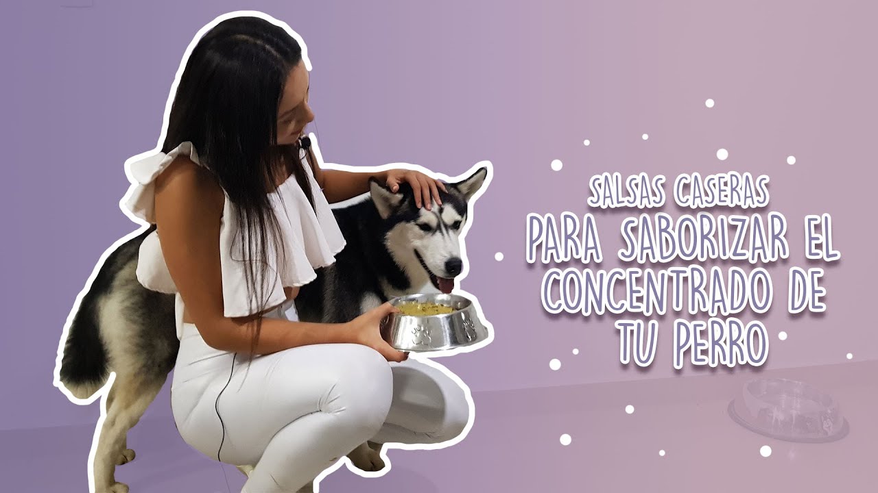 Salsa caseras para saborizar el concentrado de tu perro - tata.vet