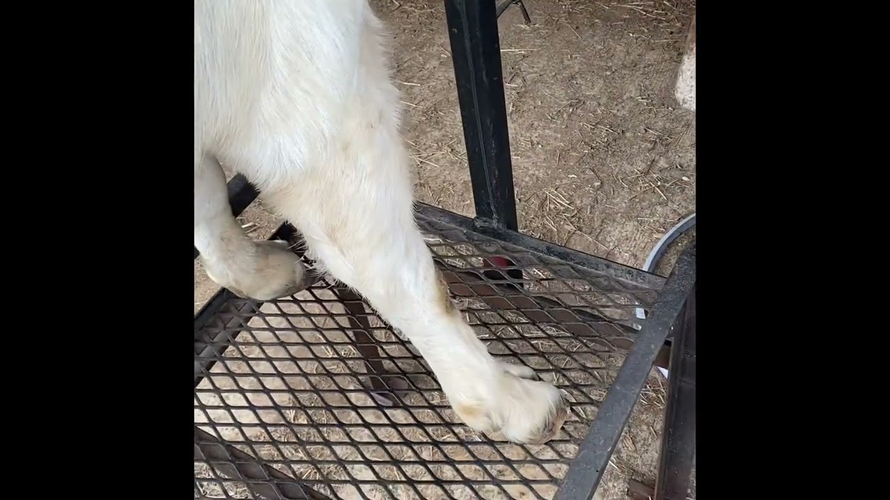 Trimming overgrown goat hooves