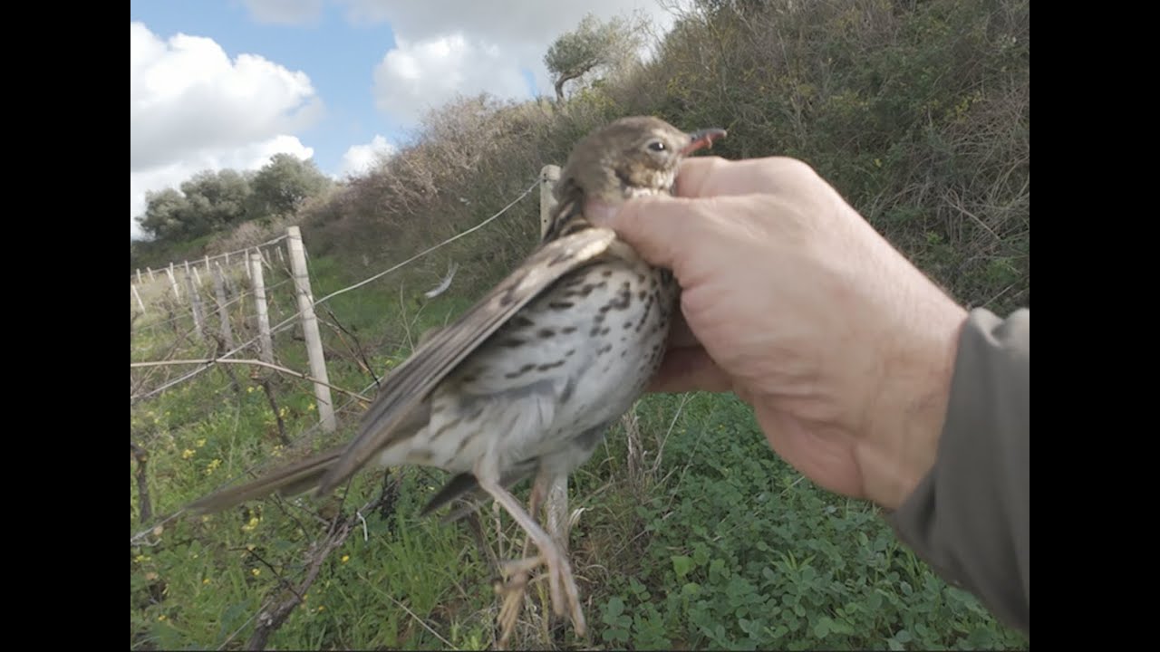 Caccia ai tordi di metà Dicembre Thrush hunting Caza de zorzales Ardıç avcılığı Chasse à la grive