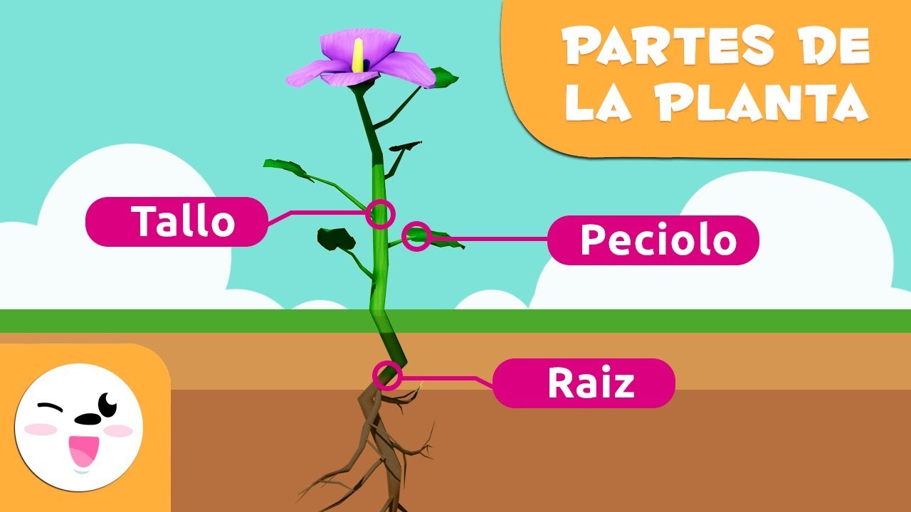La planta y sus partes para ni&ntilde;os - Ciencias naturales para ni&ntilde;os