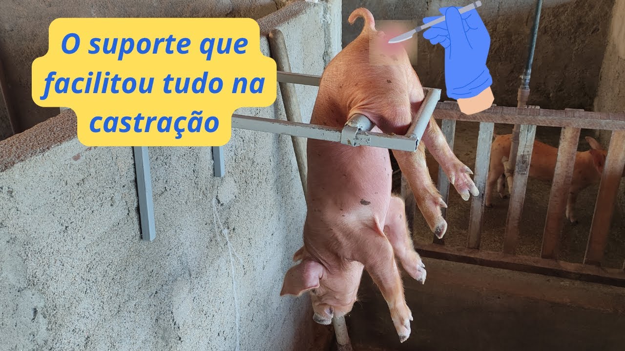 Como Fazer um Suporte para Castração de Leitões Passo a Passo. #suinocultura  #suino