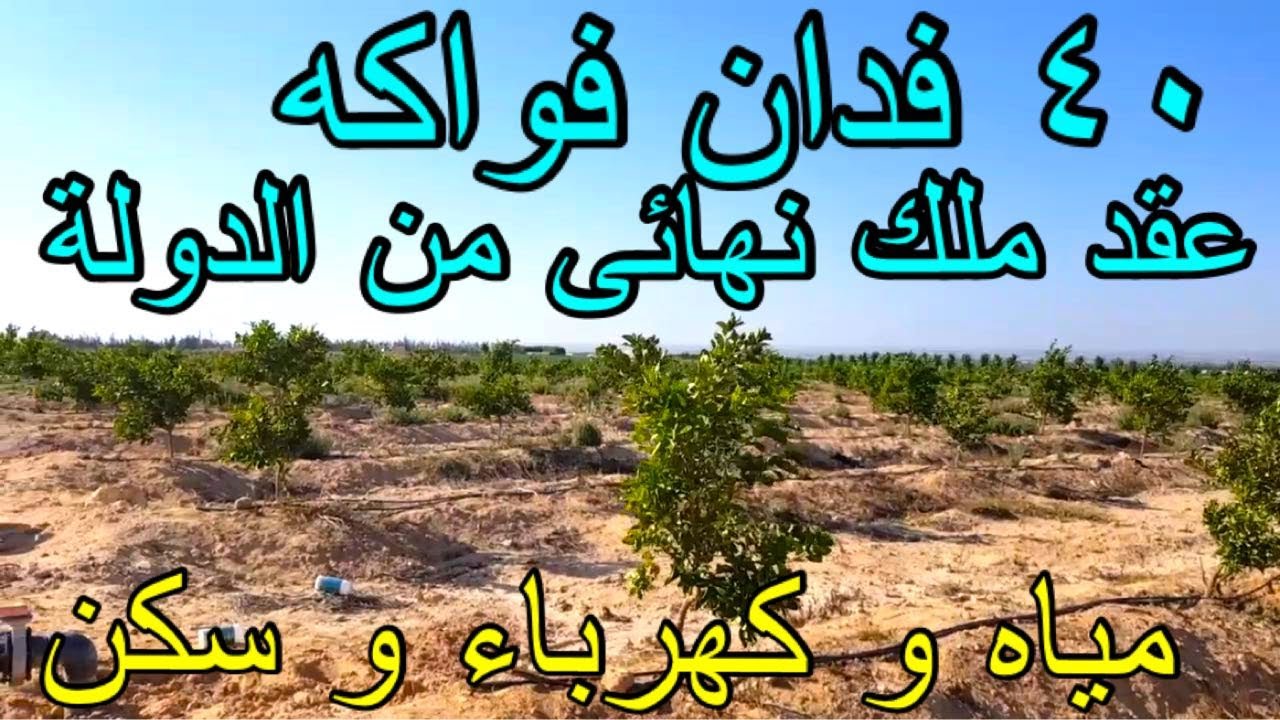 مزرعة 40 فدان يوسفي و مانجو في وادي النطرون مدخل الكيلو 101 طريق القاهرة الاسكندرية الصحراوي